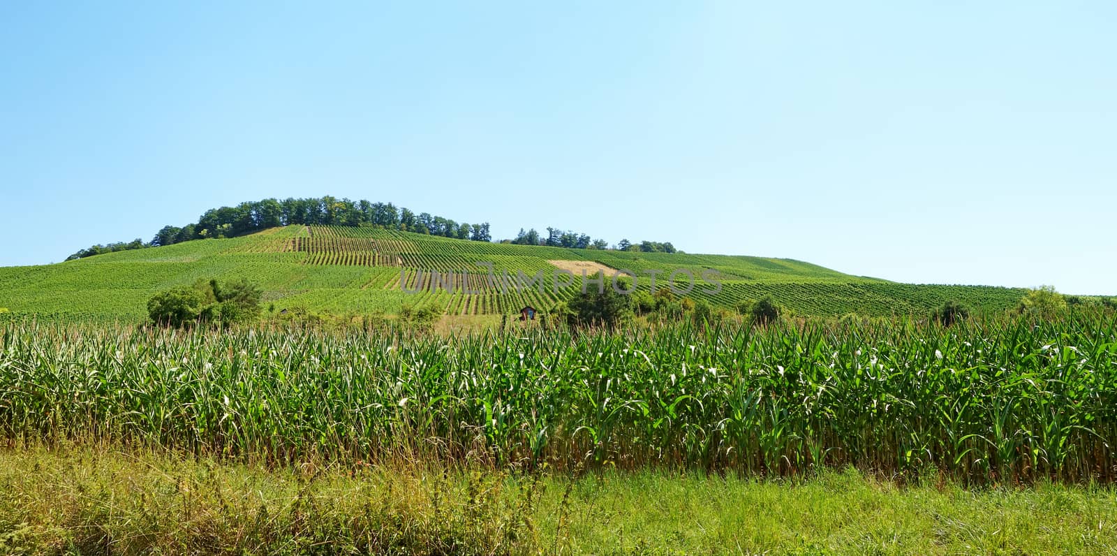 Vineyard panorama with corn field in the foreground