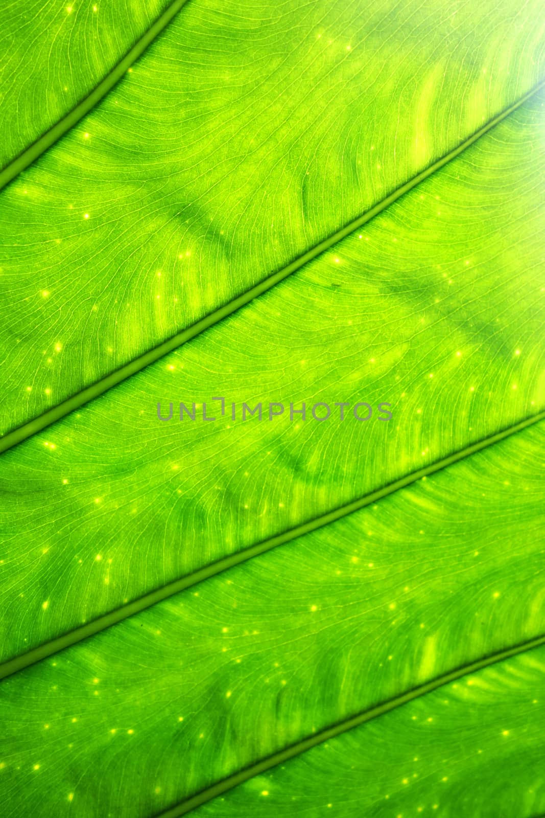 Close up detail of green leave texture.