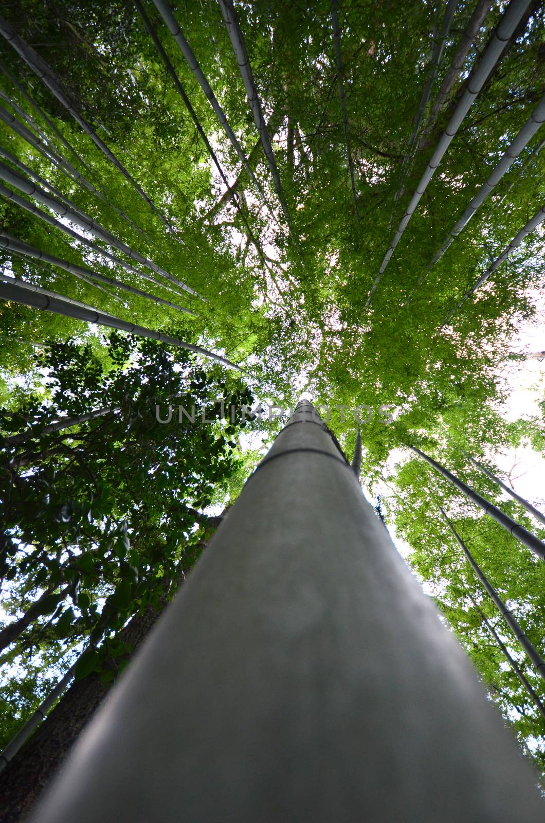 Bamboo forest with morning sunlight by tang90246