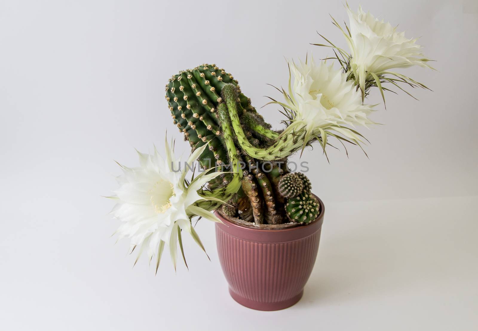 Big cactus with white flowers