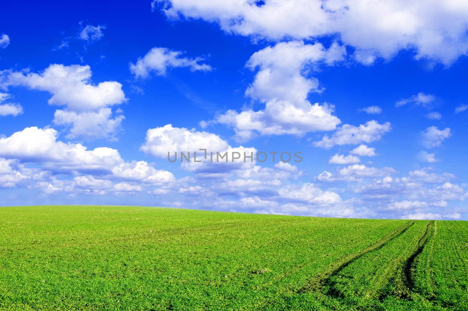 Green field and blue sky conceptual image. Picture of green field and sky in summer.