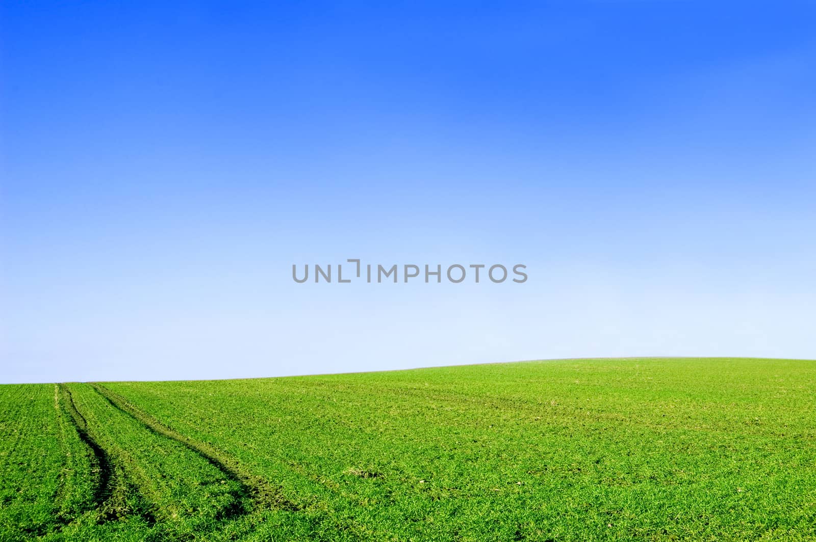 Green field and blue sky conceptual image. Picture of green field and sky in summer.