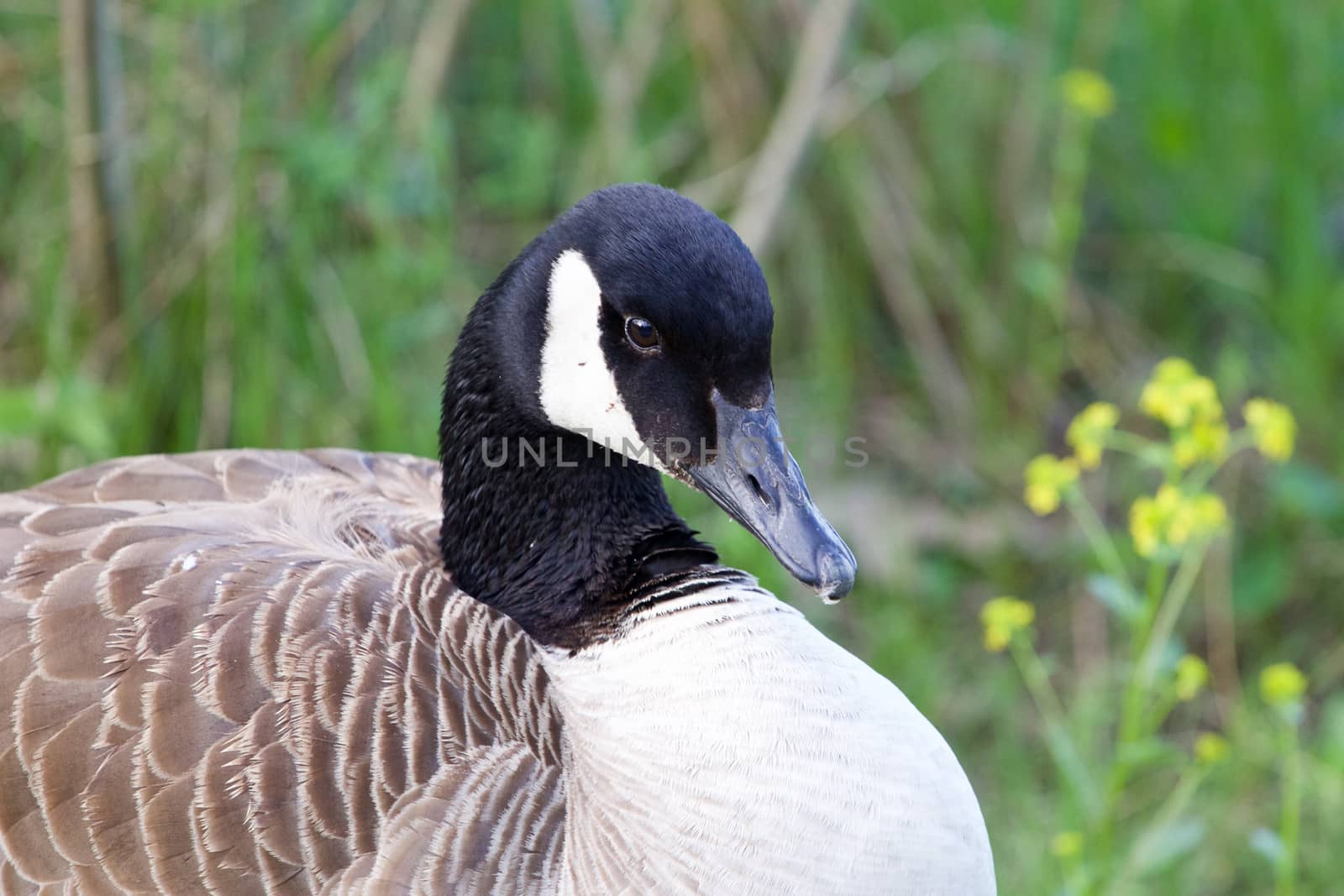 Shy cackling goose is sitting in the grass
