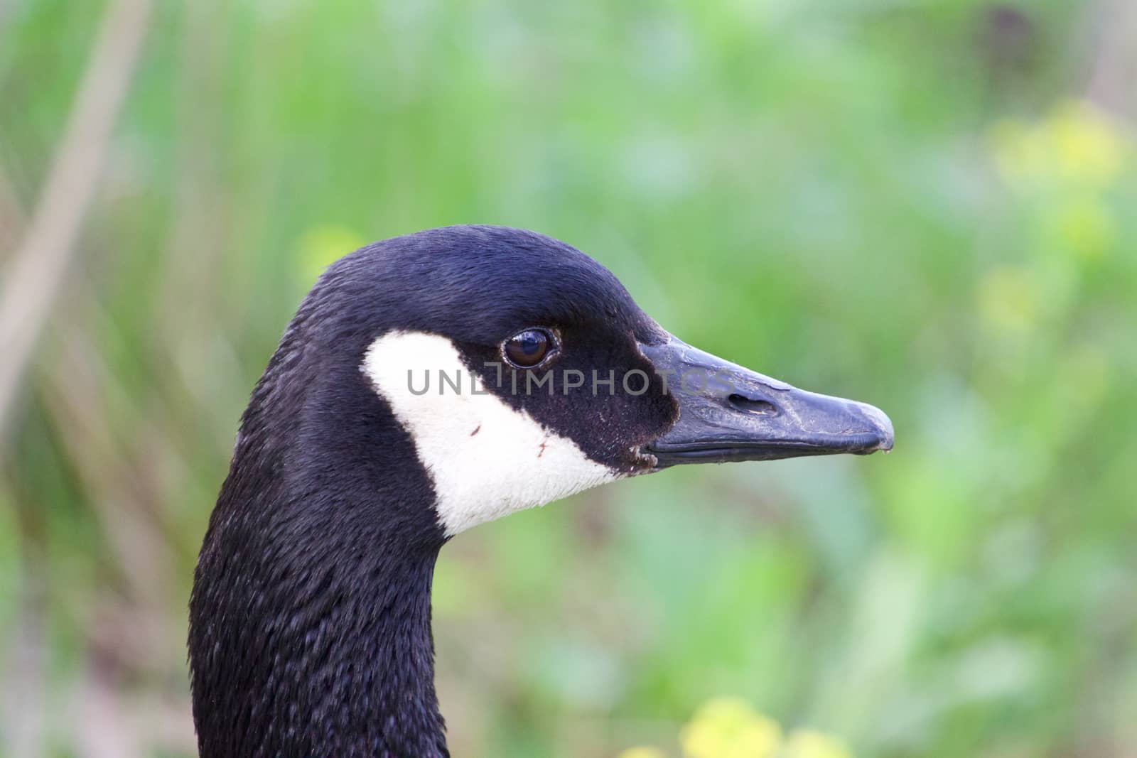 Thoughtful cackling goose