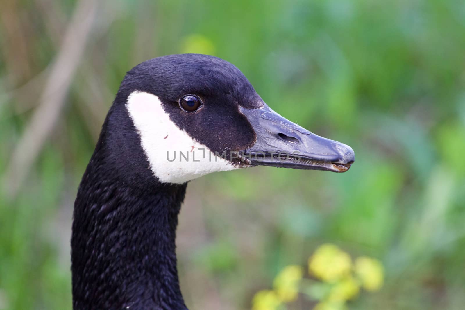 Uncertain goose by teo