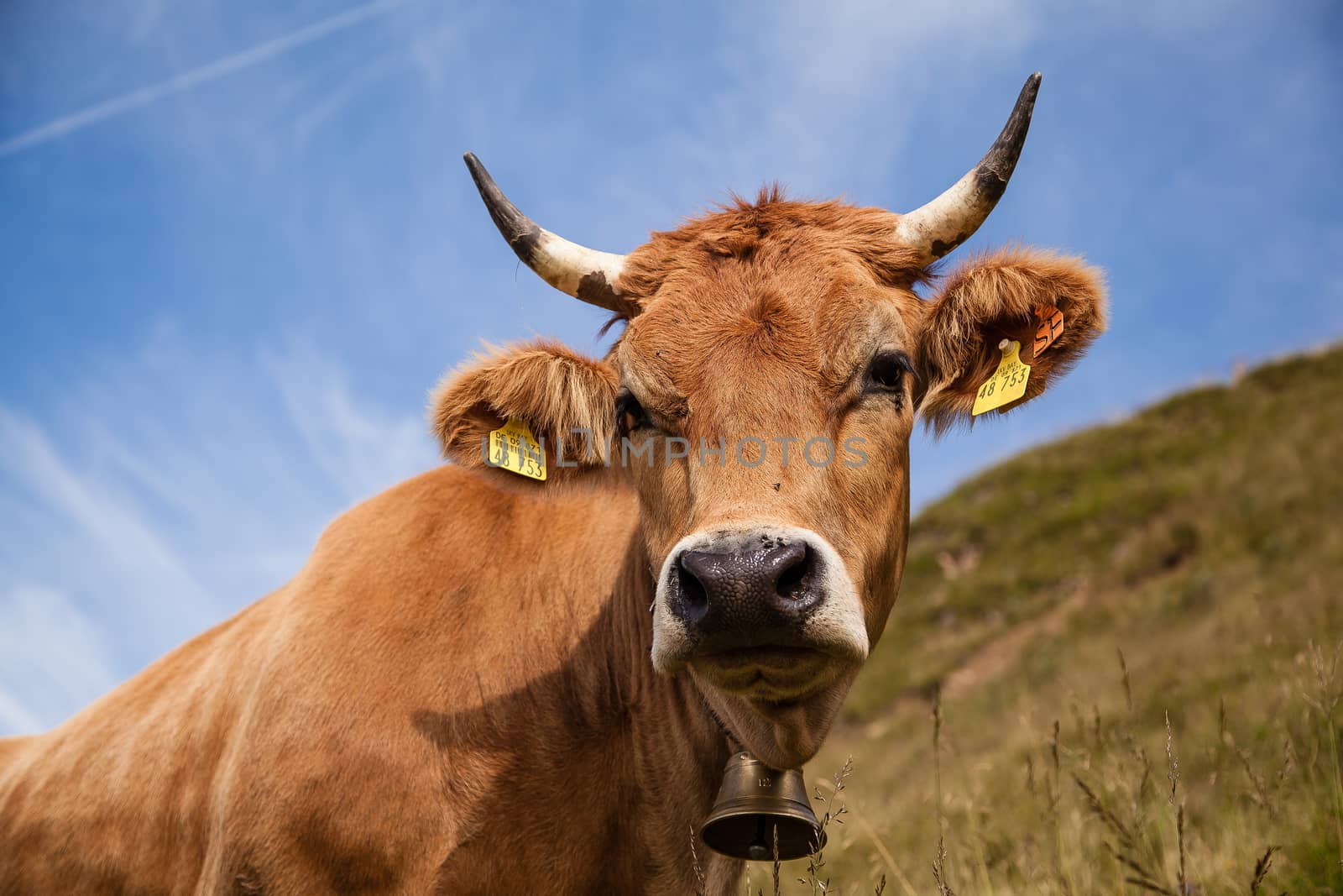 Dairy cows on pasture in the Bavarian Alps