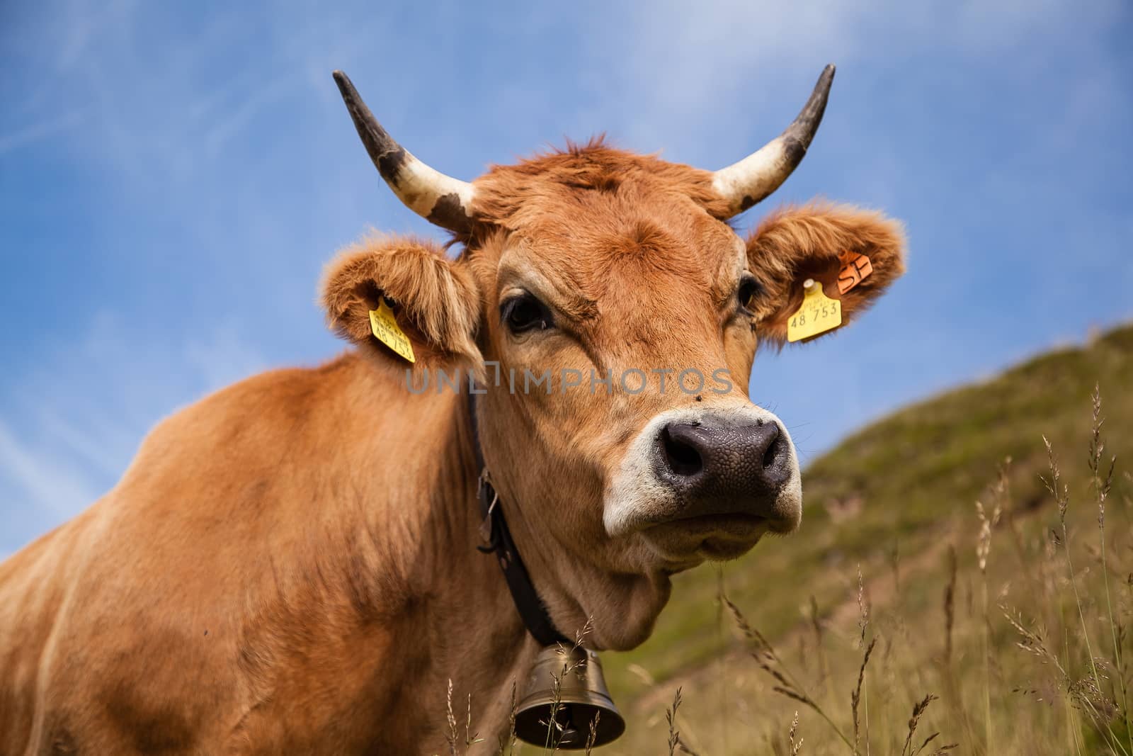 Dairy cows on pasture in the Bavarian Alps