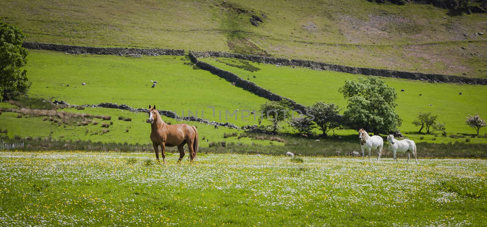 A typical landscape in Lake District, Cumbria