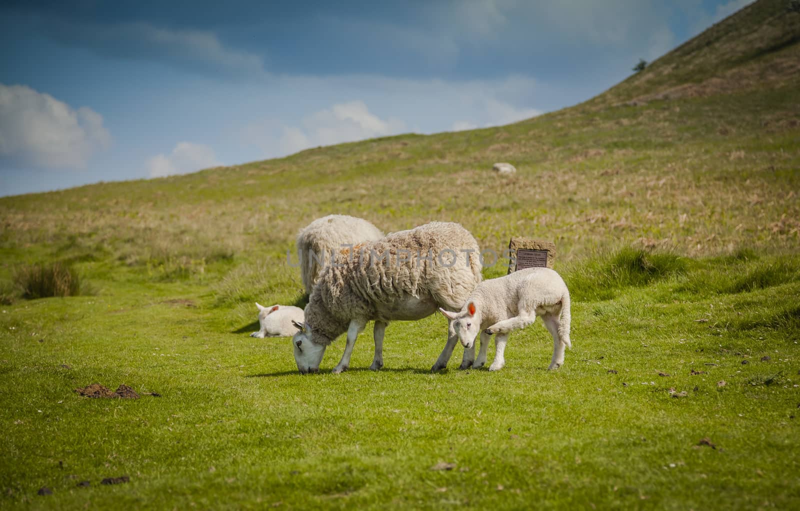 Grazing sheep in North York Moors National Park