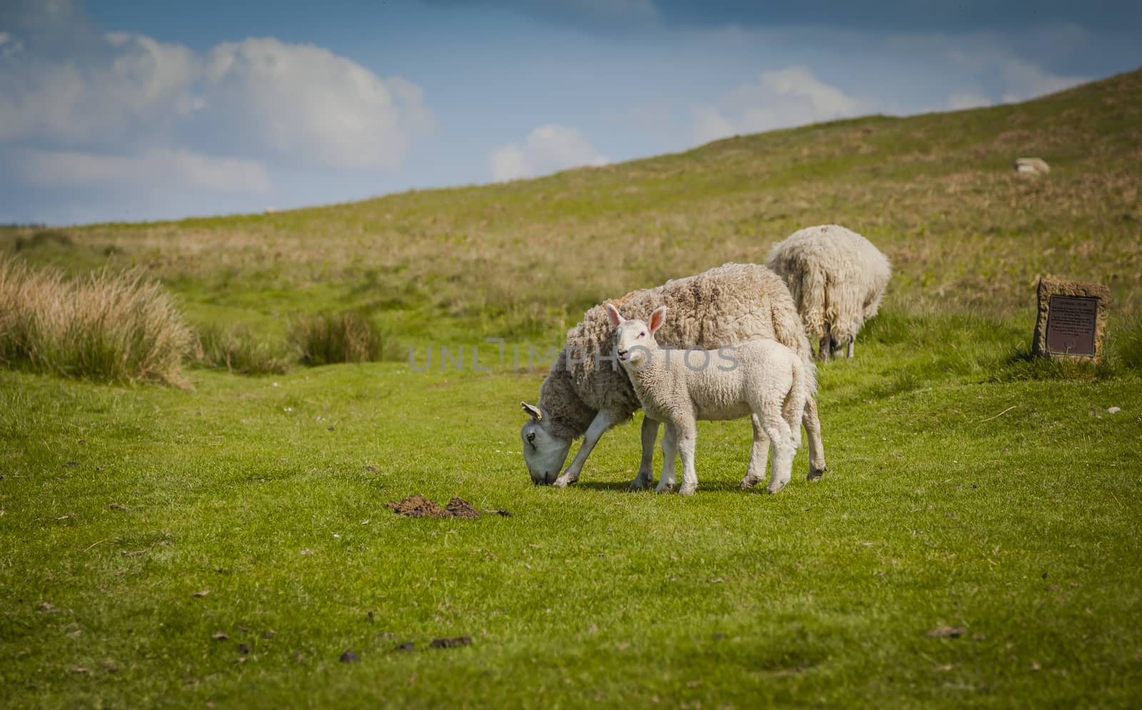 Grazing sheep in North York Moors National Park