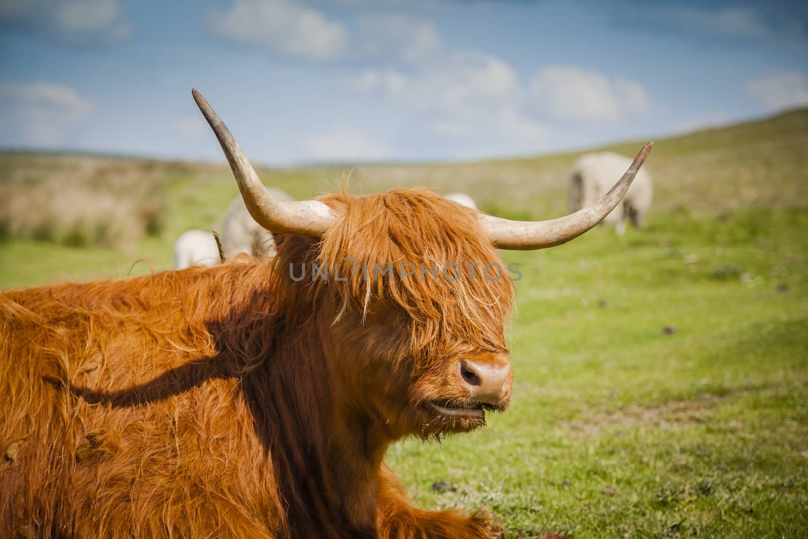 Grazing Highland cattle in North York Moors National Park