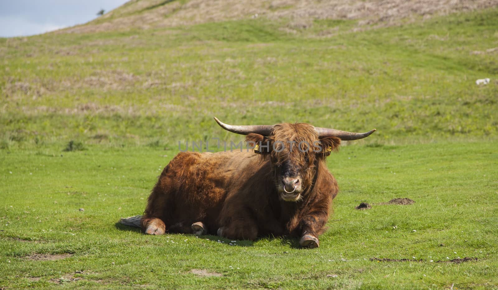 Grazing Highland cattle in North York Moors National Park