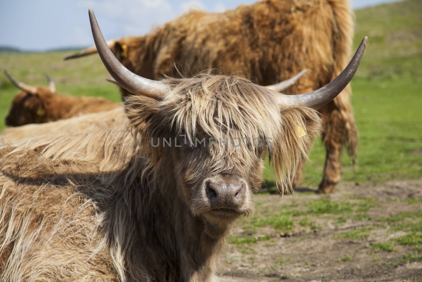 Grazing Highland cattle in North York Moors National Park