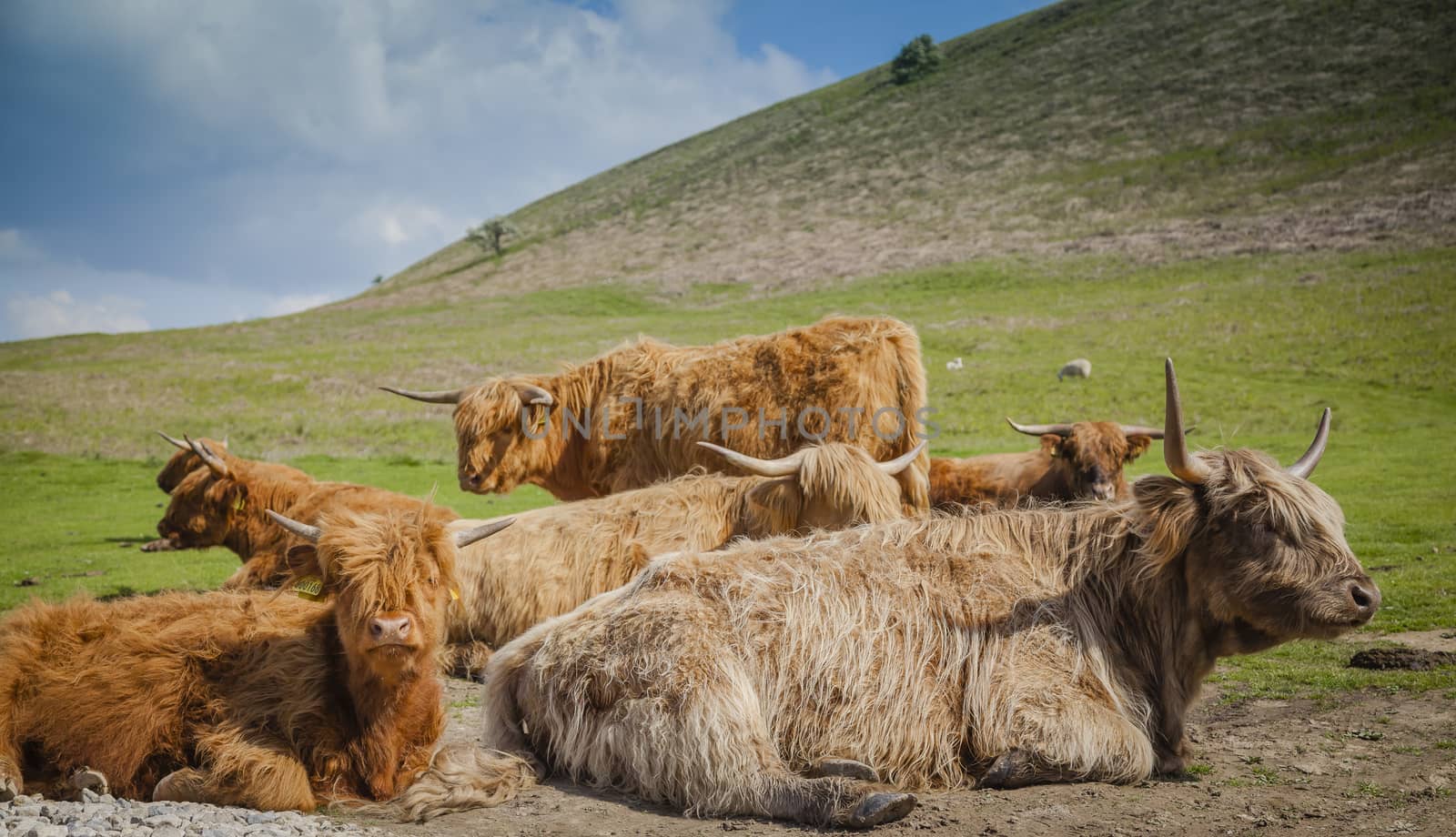 Grazing Highland cattle in North York Moors National Park