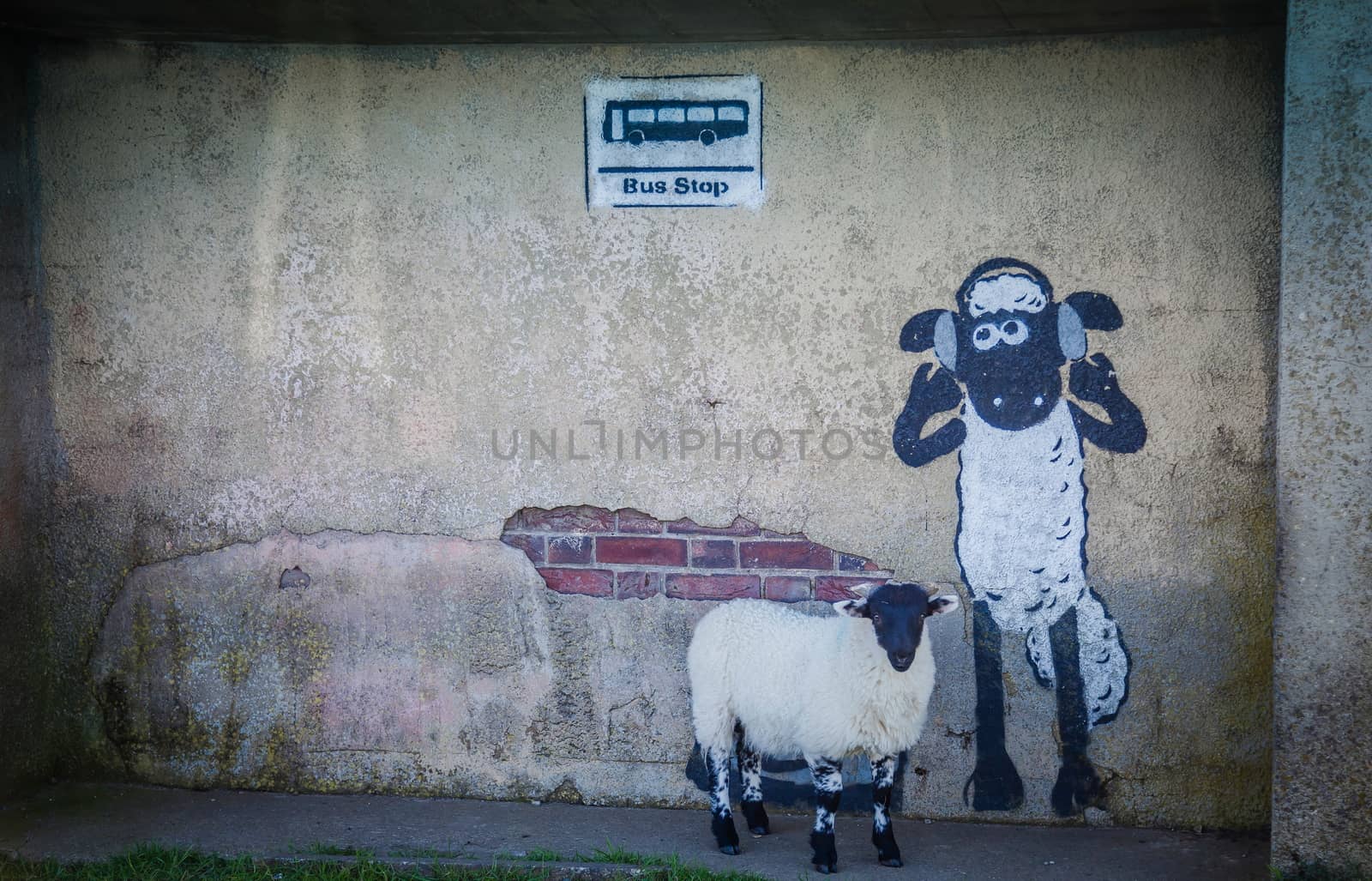 Bus station with sheep grafiti and real sheep