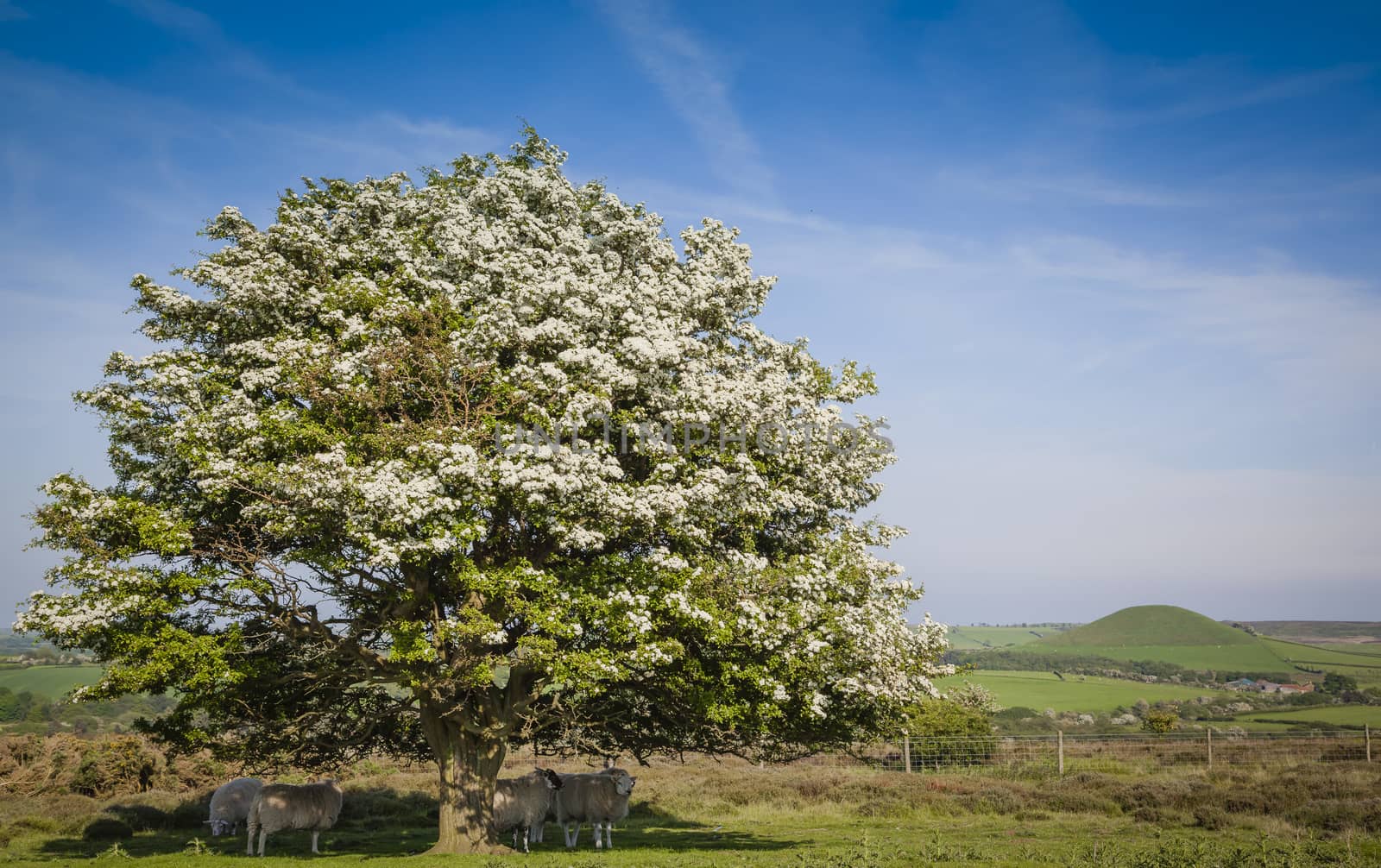 Typical landscape in North York Moors National Park