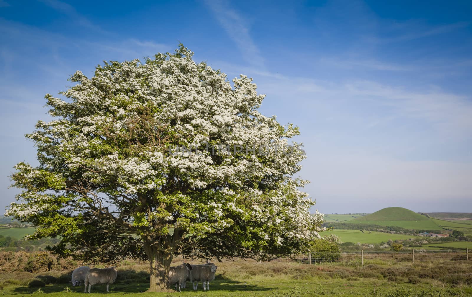 Typical landscape in North York Moors National Park