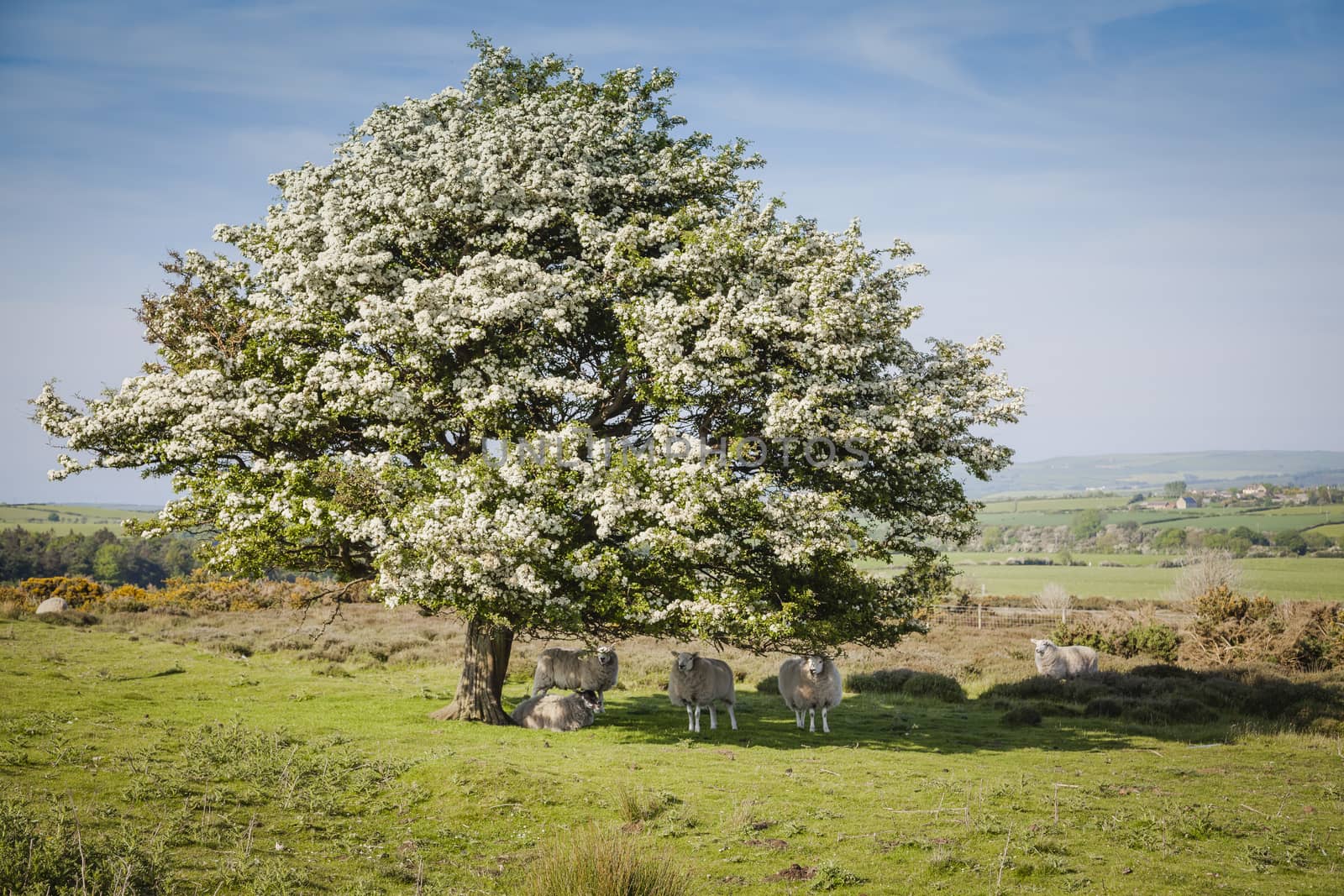 Typical landscape in North York Moors National Park