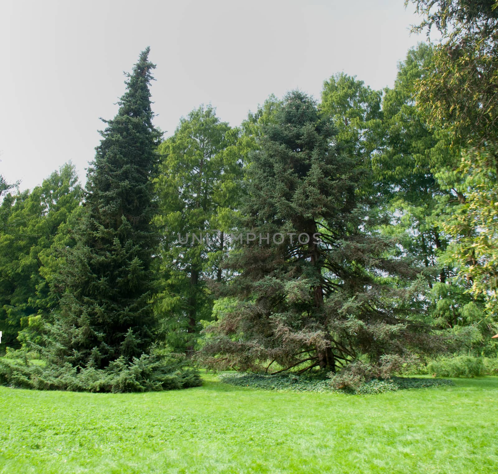 landscaped park with green lawn. on the island of Mainau. Germany