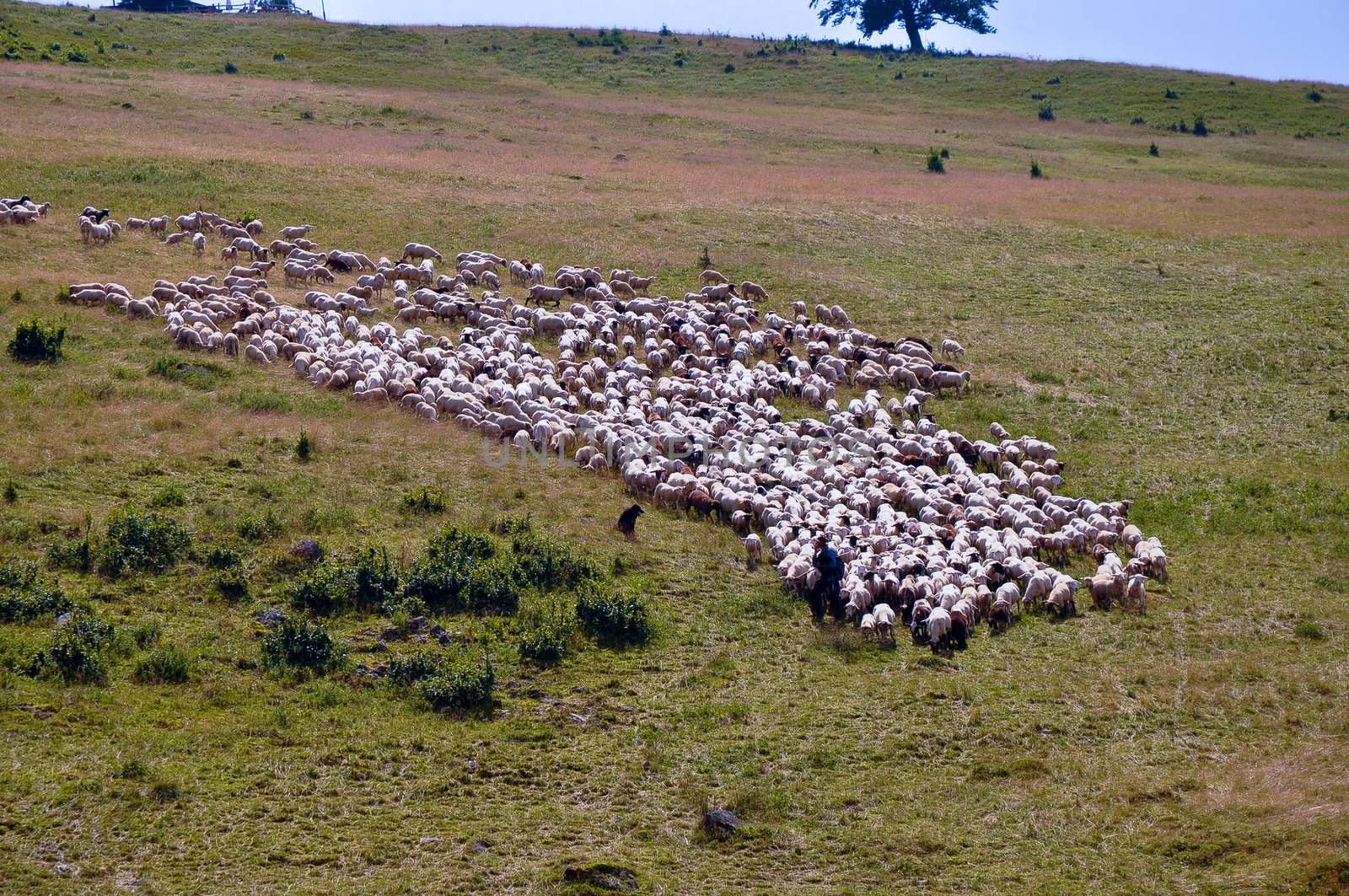 Herd of sheep on a mountain pasture .