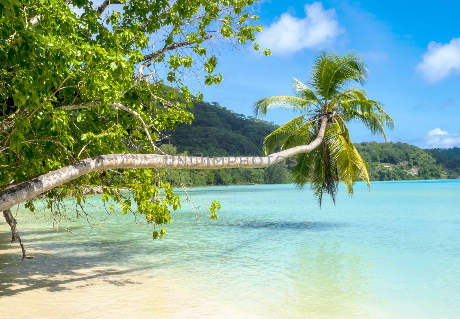 Palm tree on a beautiful tropical beach, Mahe, Seychelles