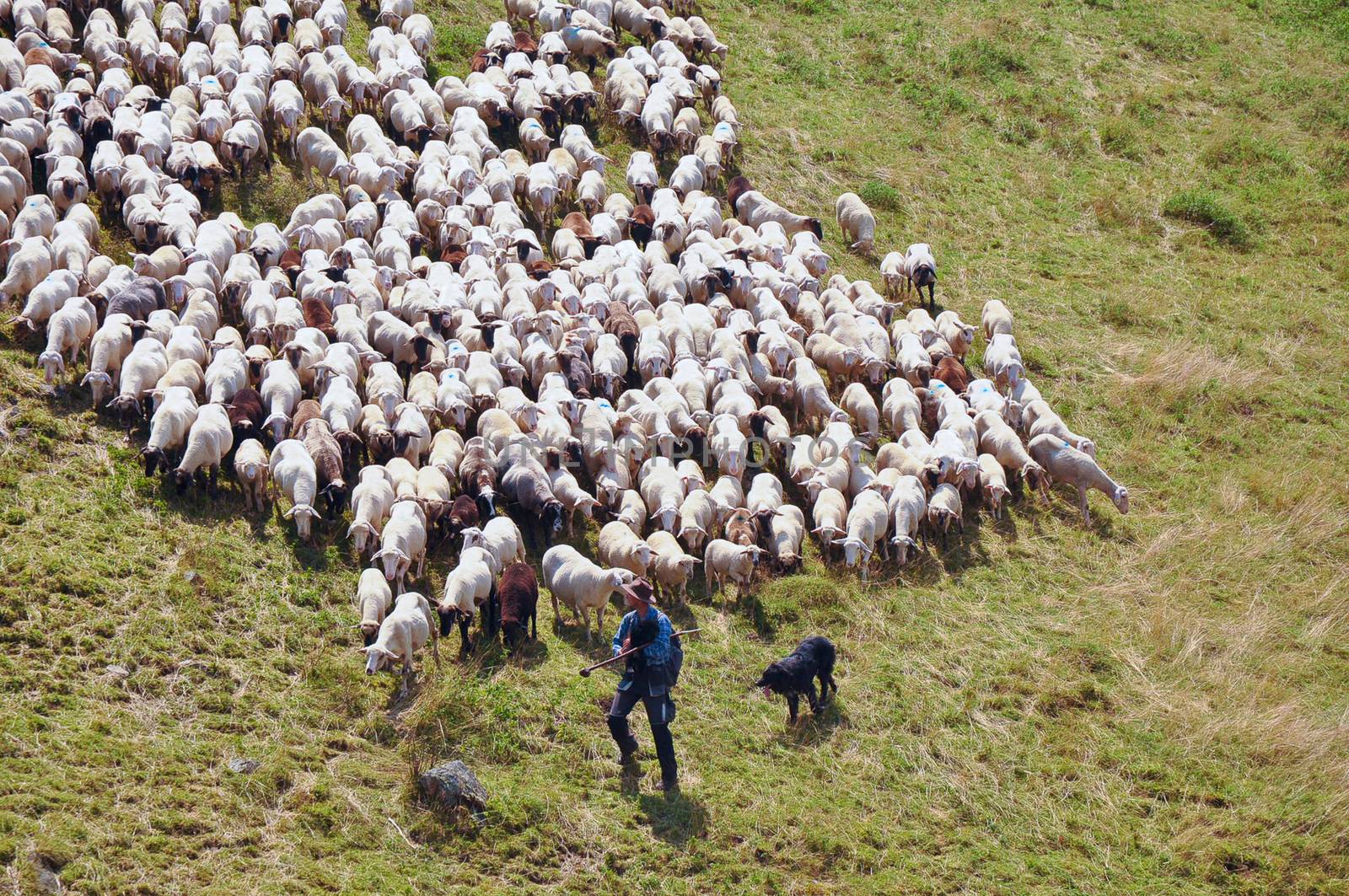 Flock of sheep . by LarisaP