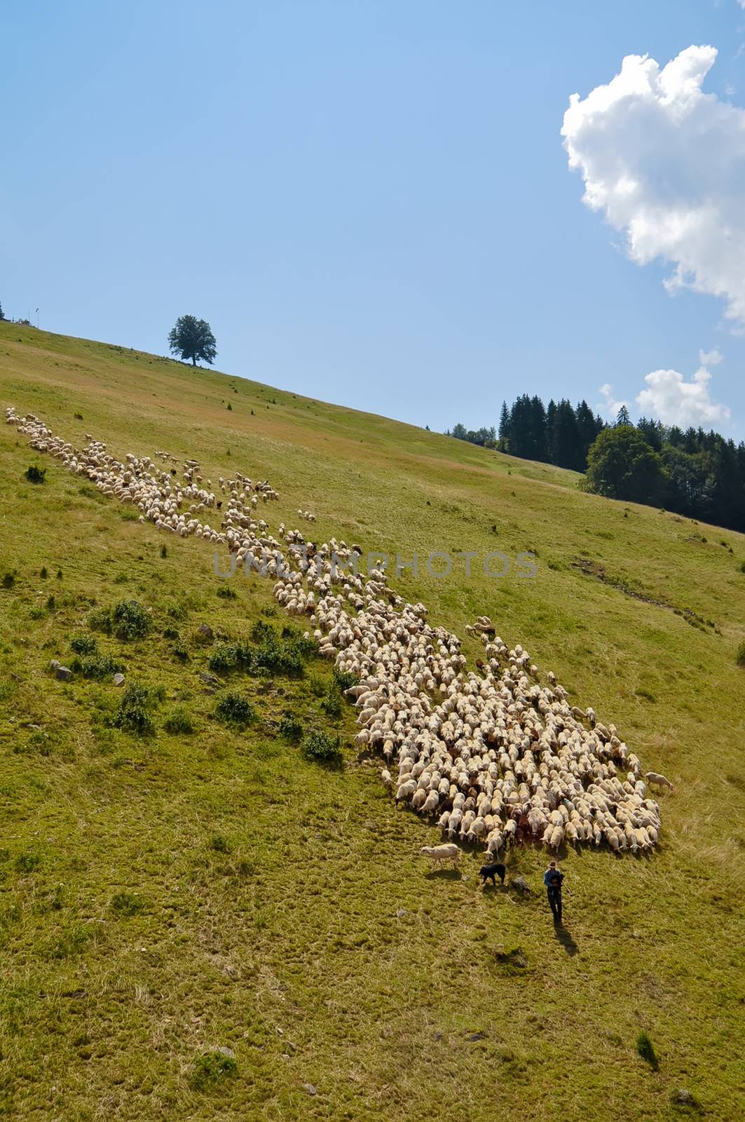 Flock of sheep . by LarisaP