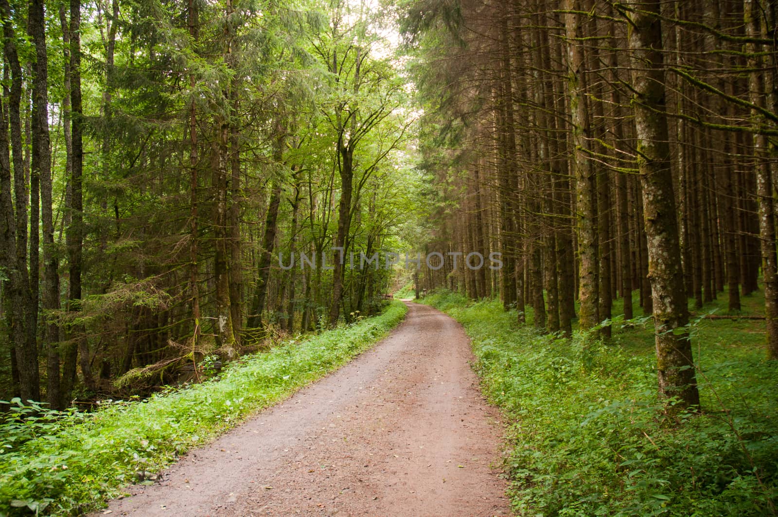 Road in the coniferous forest. Black forest. Germany.