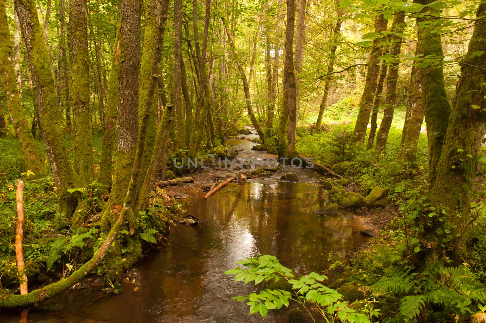 Stream in the coniferous forest in the Black Forest. Germany.