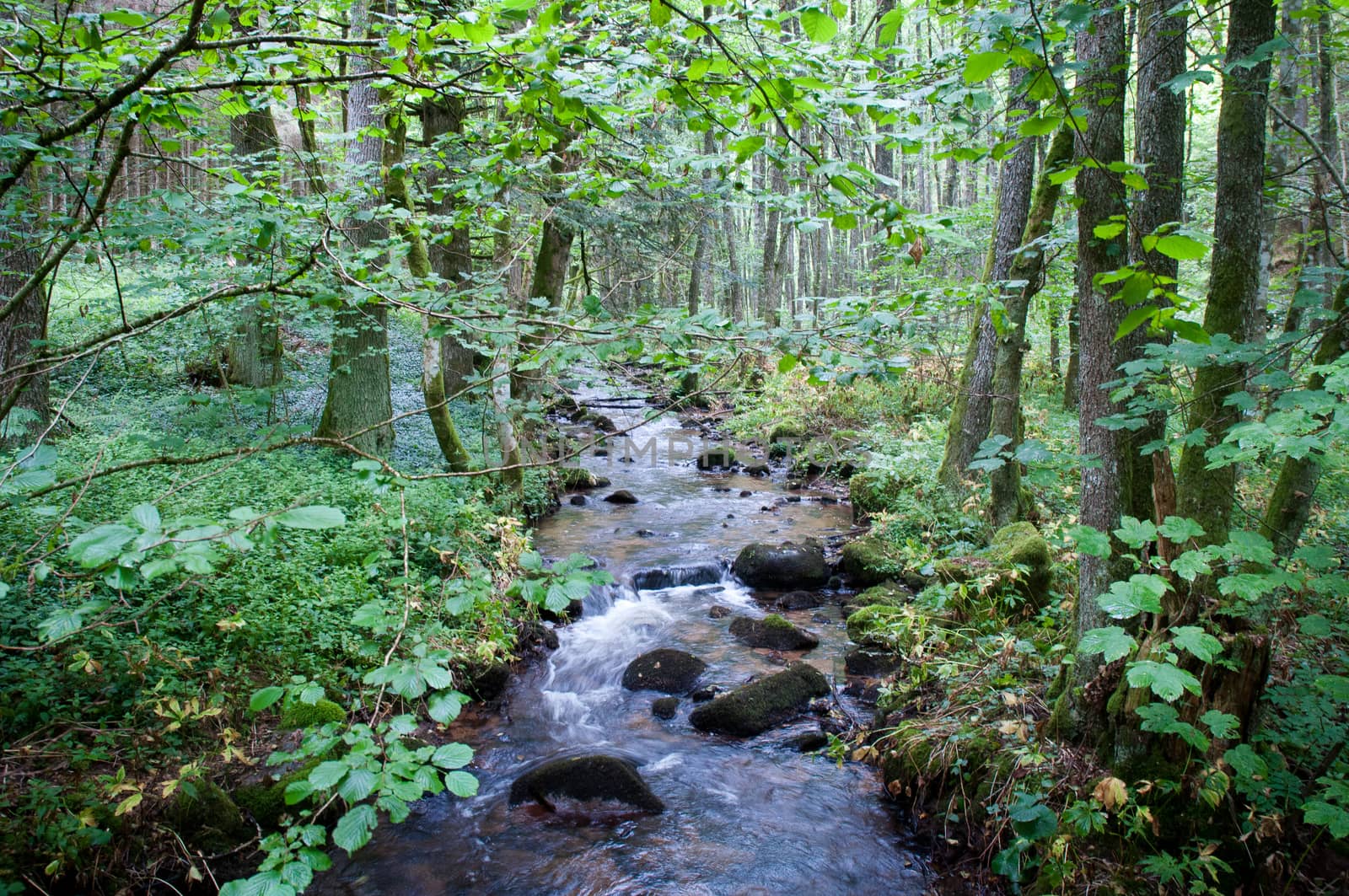 Stream in the coniferous forest in the Black Forest. Germany.