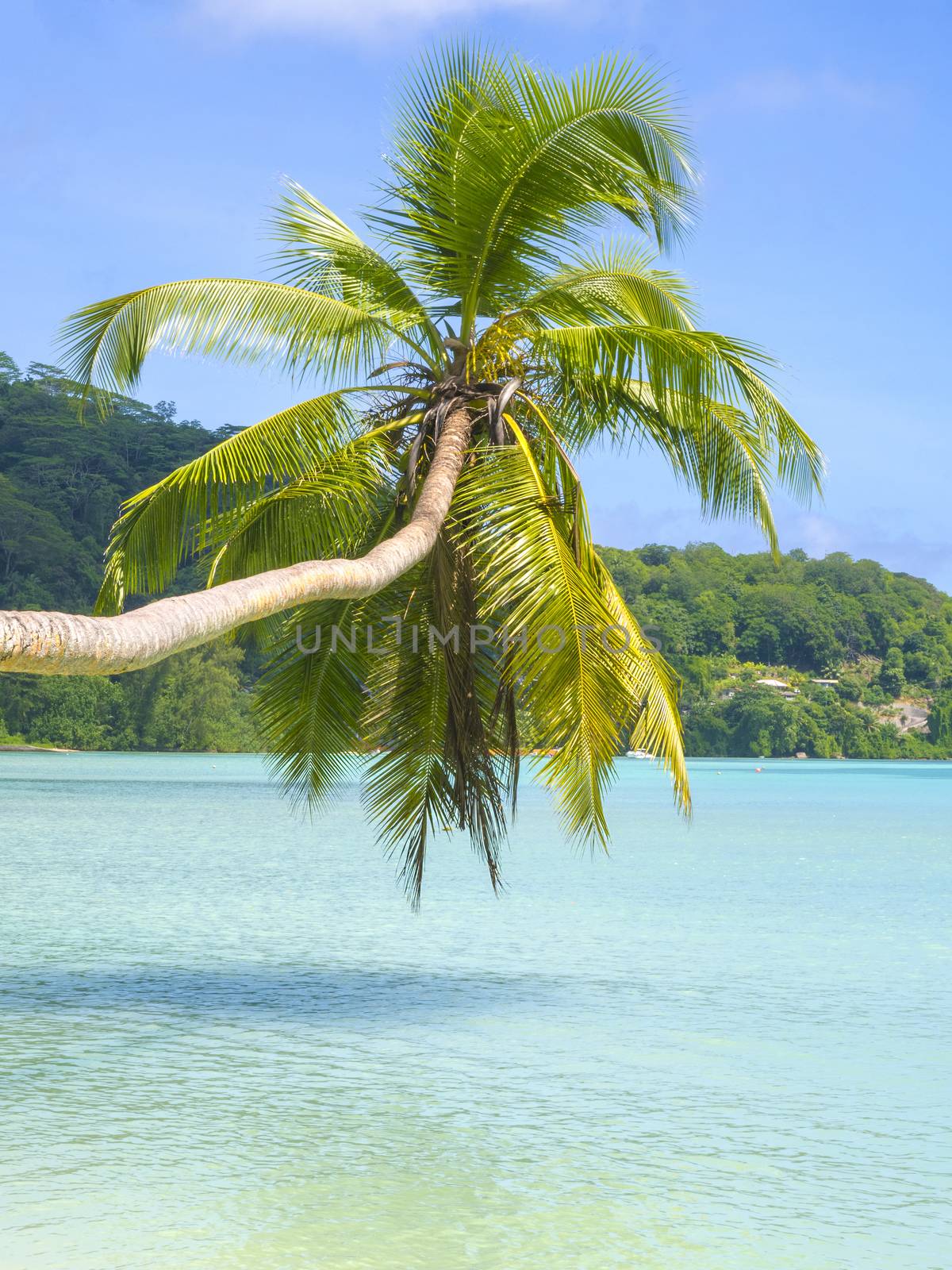 Palm tree on a beautiful tropical beach, Mahe, Seychelles