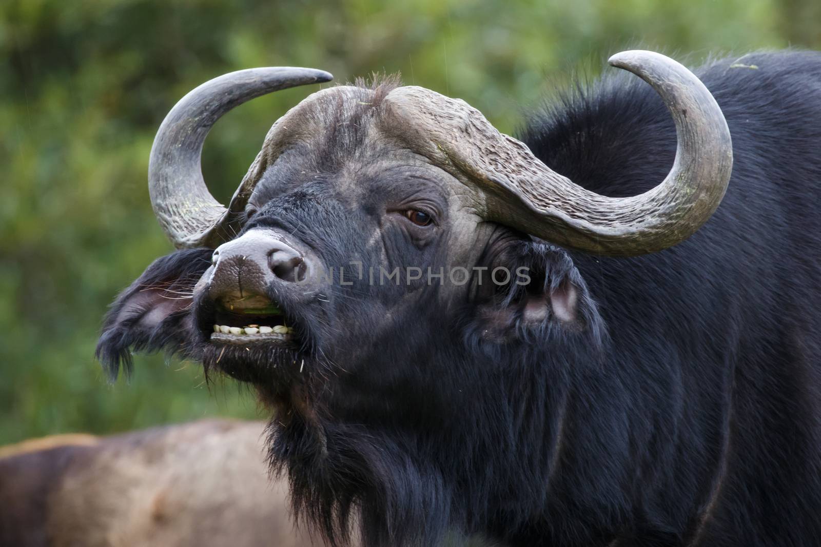 Large male Cape buffalo showing the flehmen response after smelling a nearby female