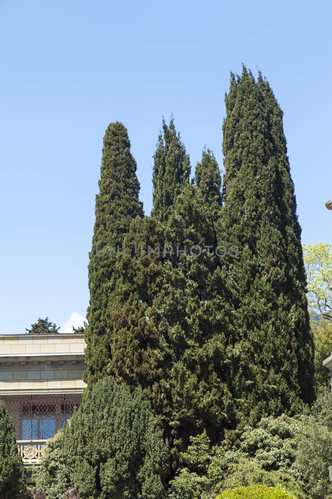 Palm trees and cypresses by selezenj
