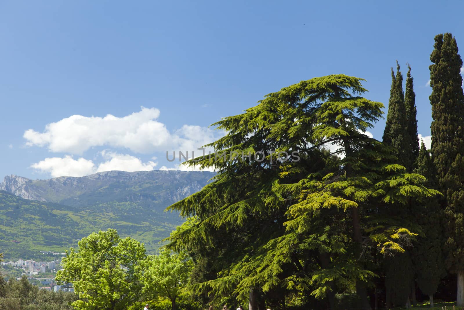 Palm trees and cypresses grow in the South and are pleasing to the eye beauty