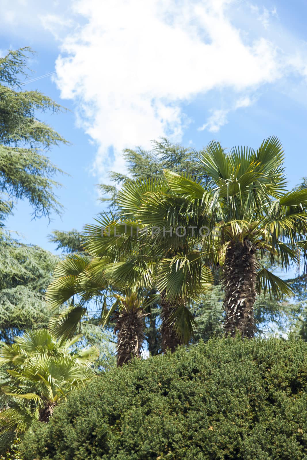 Palm trees and cypresses by selezenj