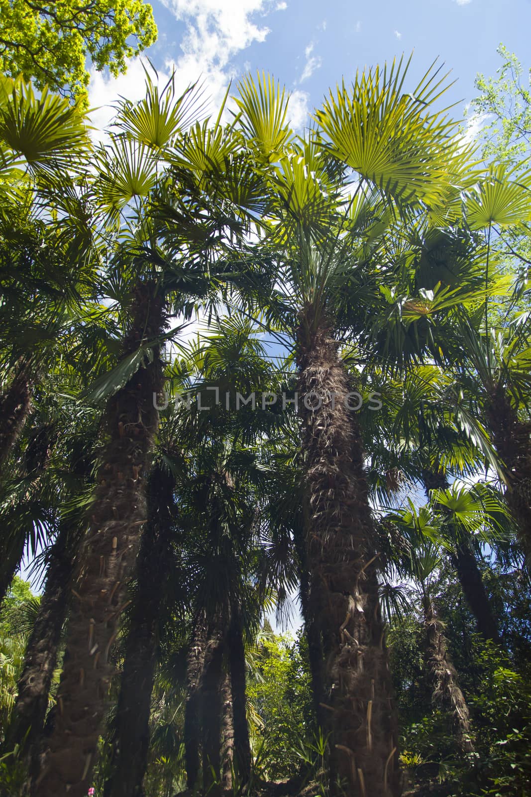 Palm trees and cypresses grow in the South and are pleasing to the eye beauty