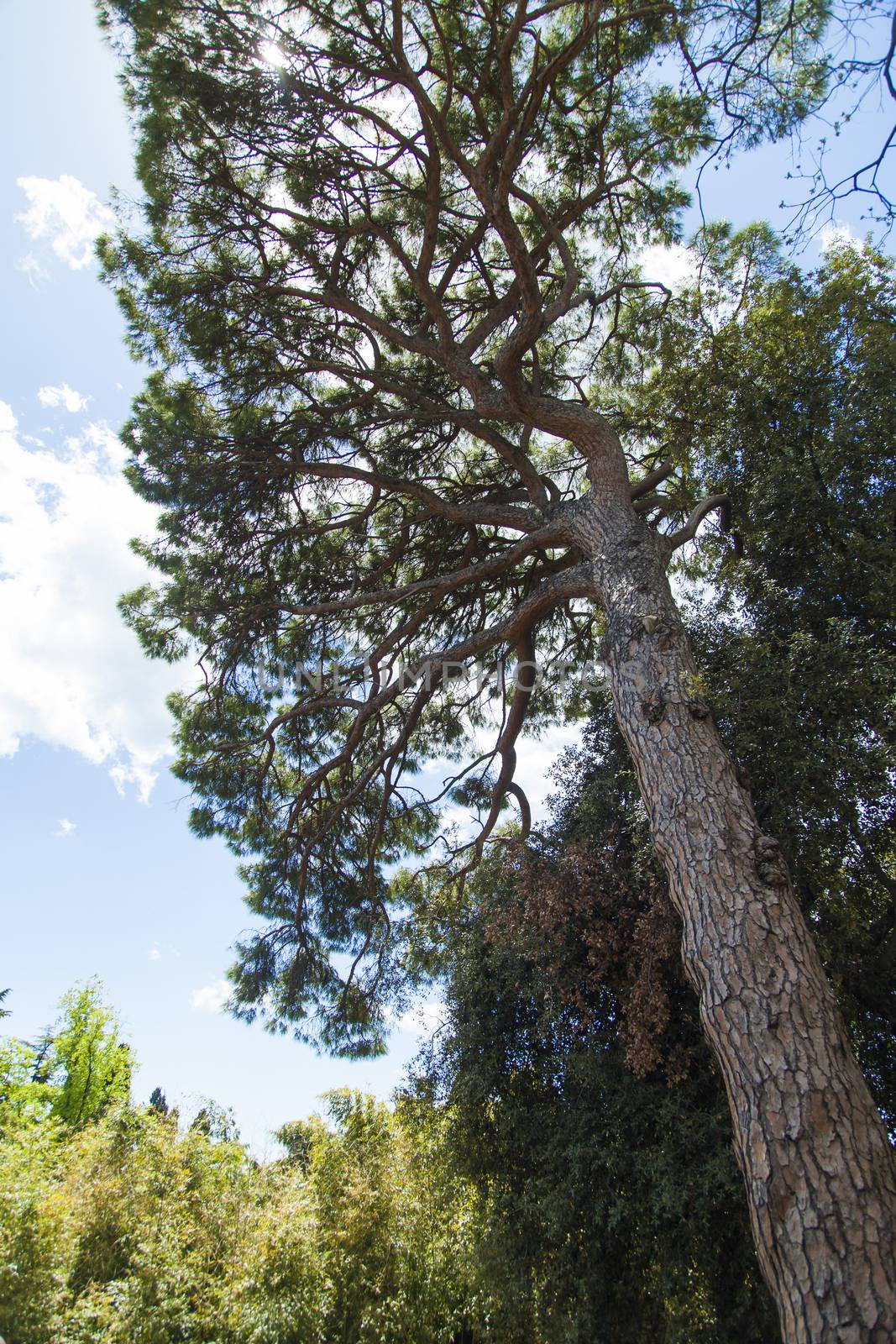 Southern pine by selezenj