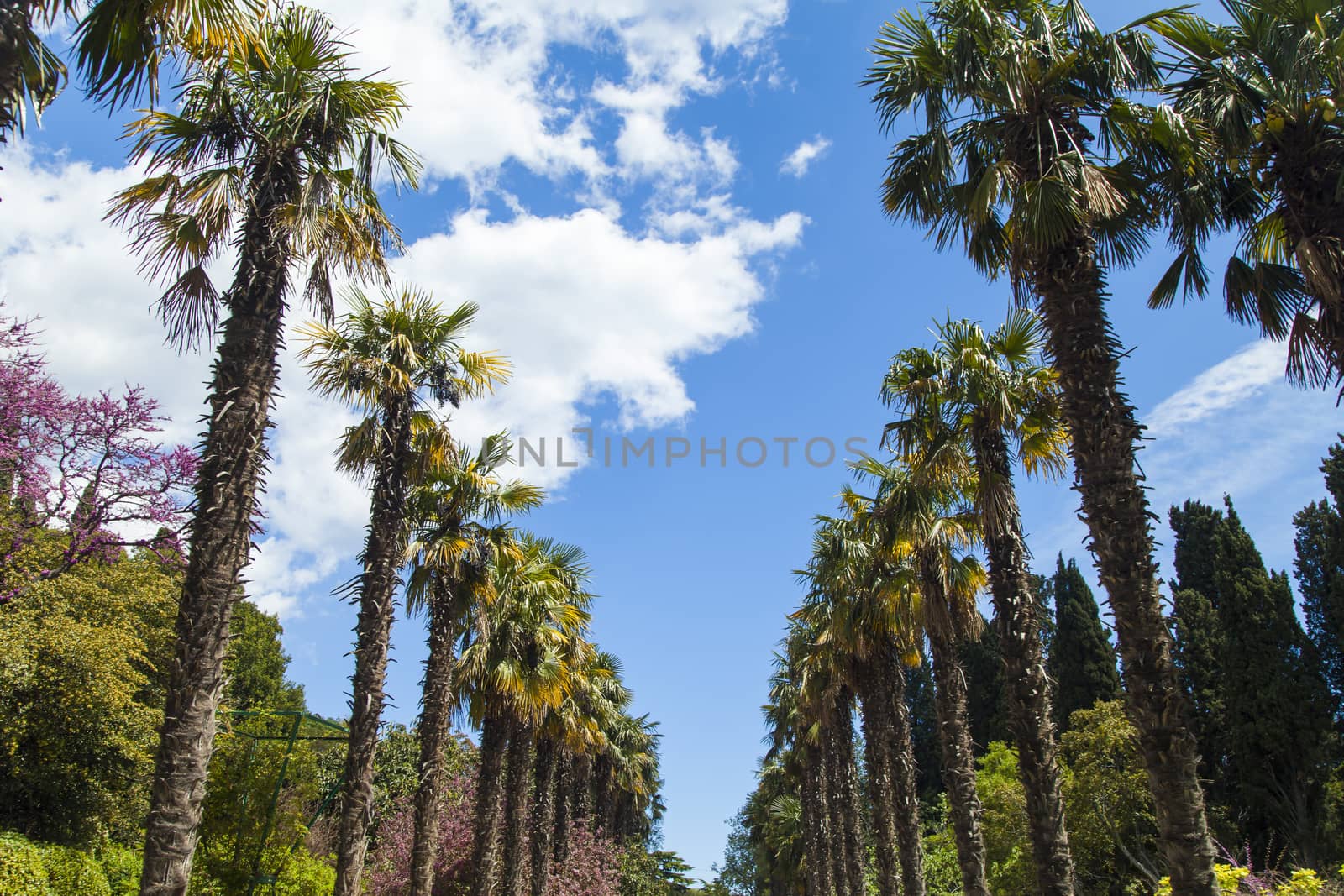 Palm trees and cypresses grow in the South and are pleasing to the eye beauty