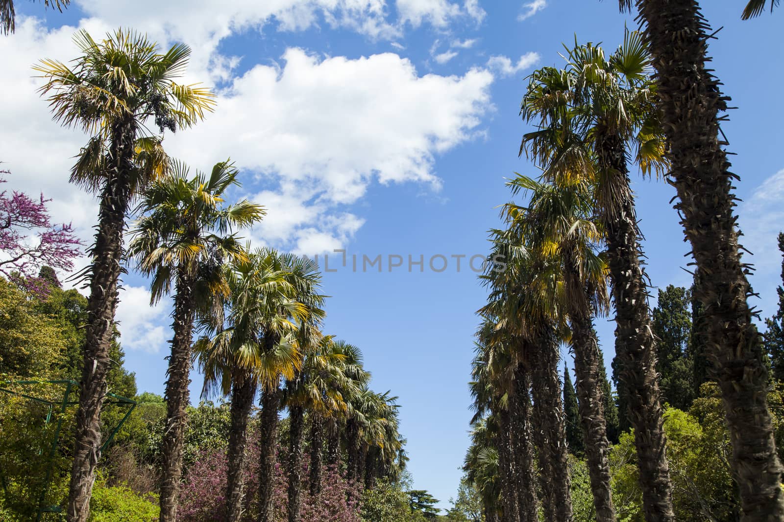 Palm trees and cypresses grow in the South and are pleasing to the eye beauty