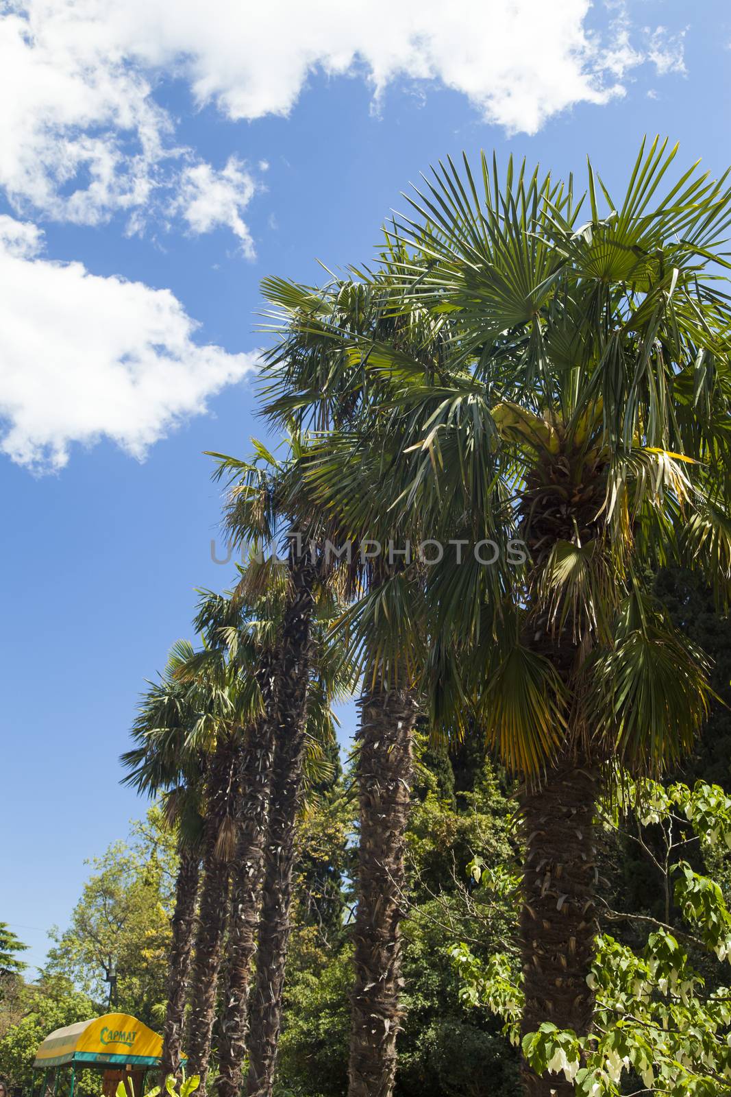 Palm trees and cypresses by selezenj