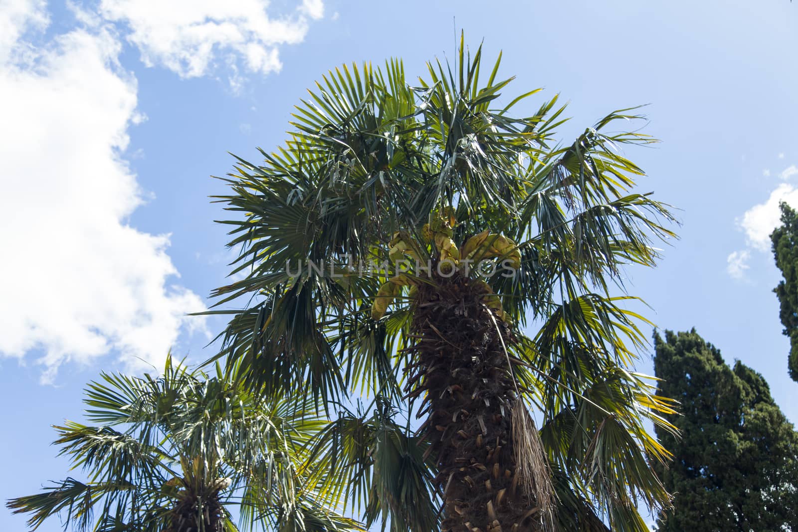 Palm trees and cypresses grow in the South and are pleasing to the eye beauty