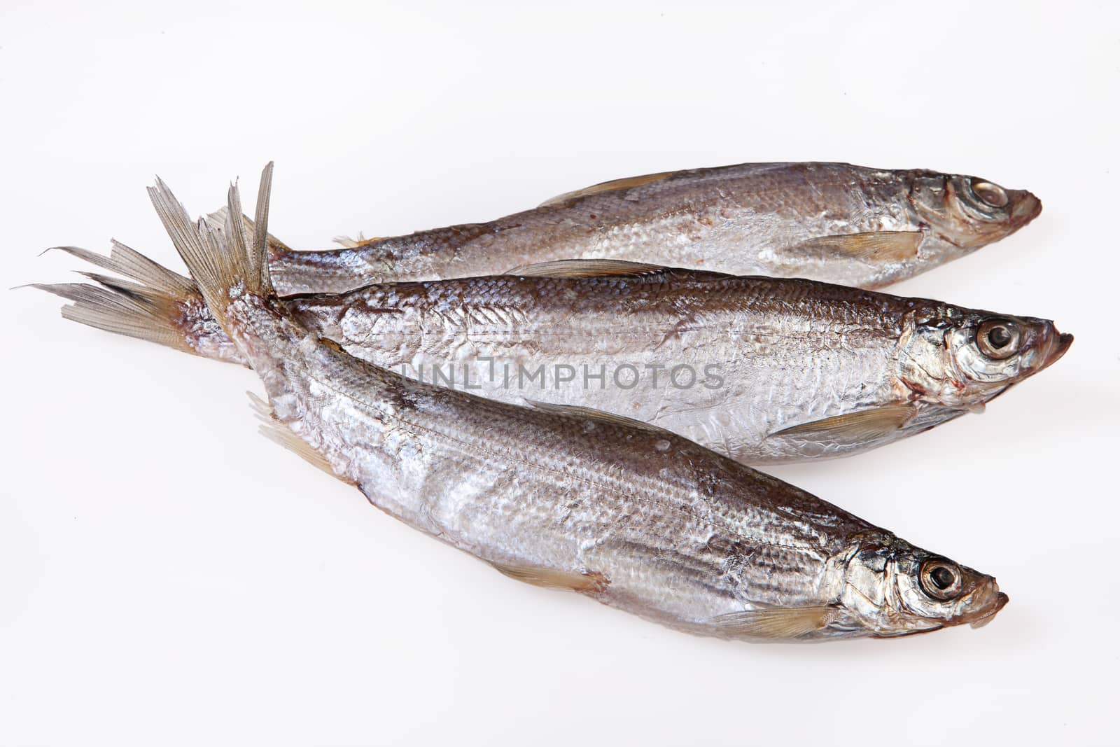 Fish on an isolated studio background