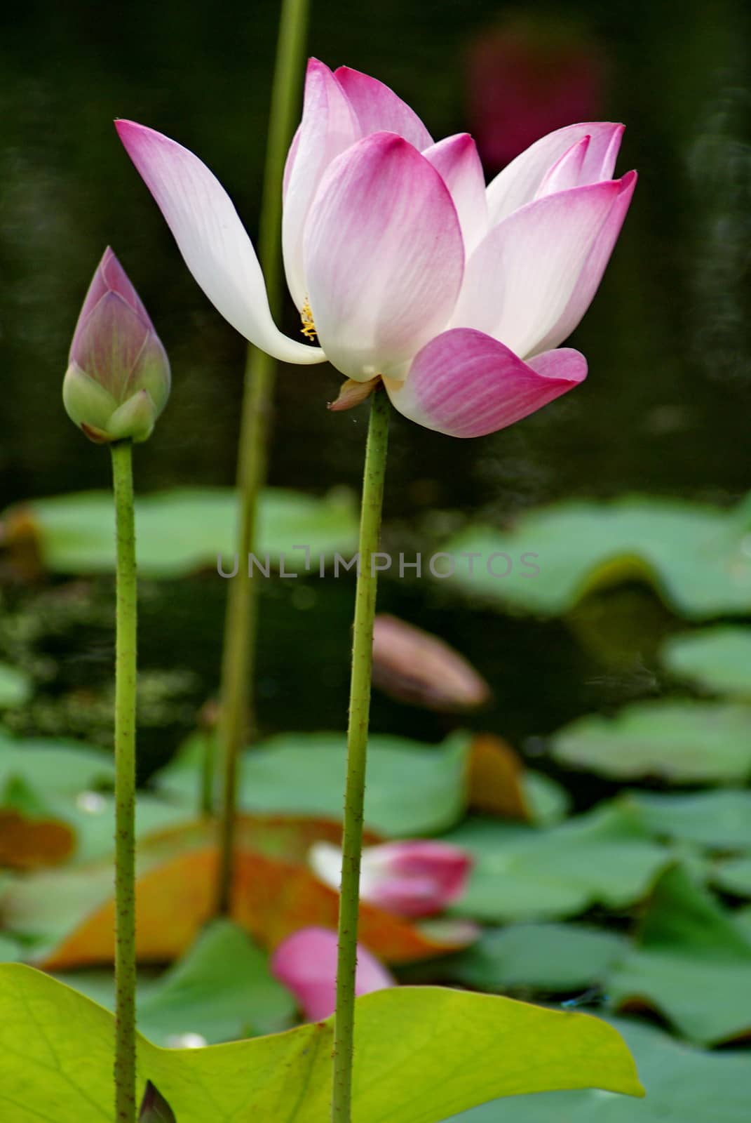 Beautiful pink lotus blooming in pond