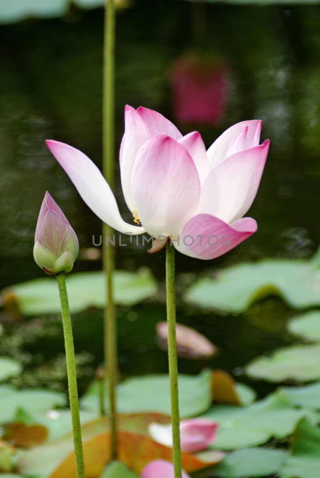 Beautiful pink lotus blooming in pond