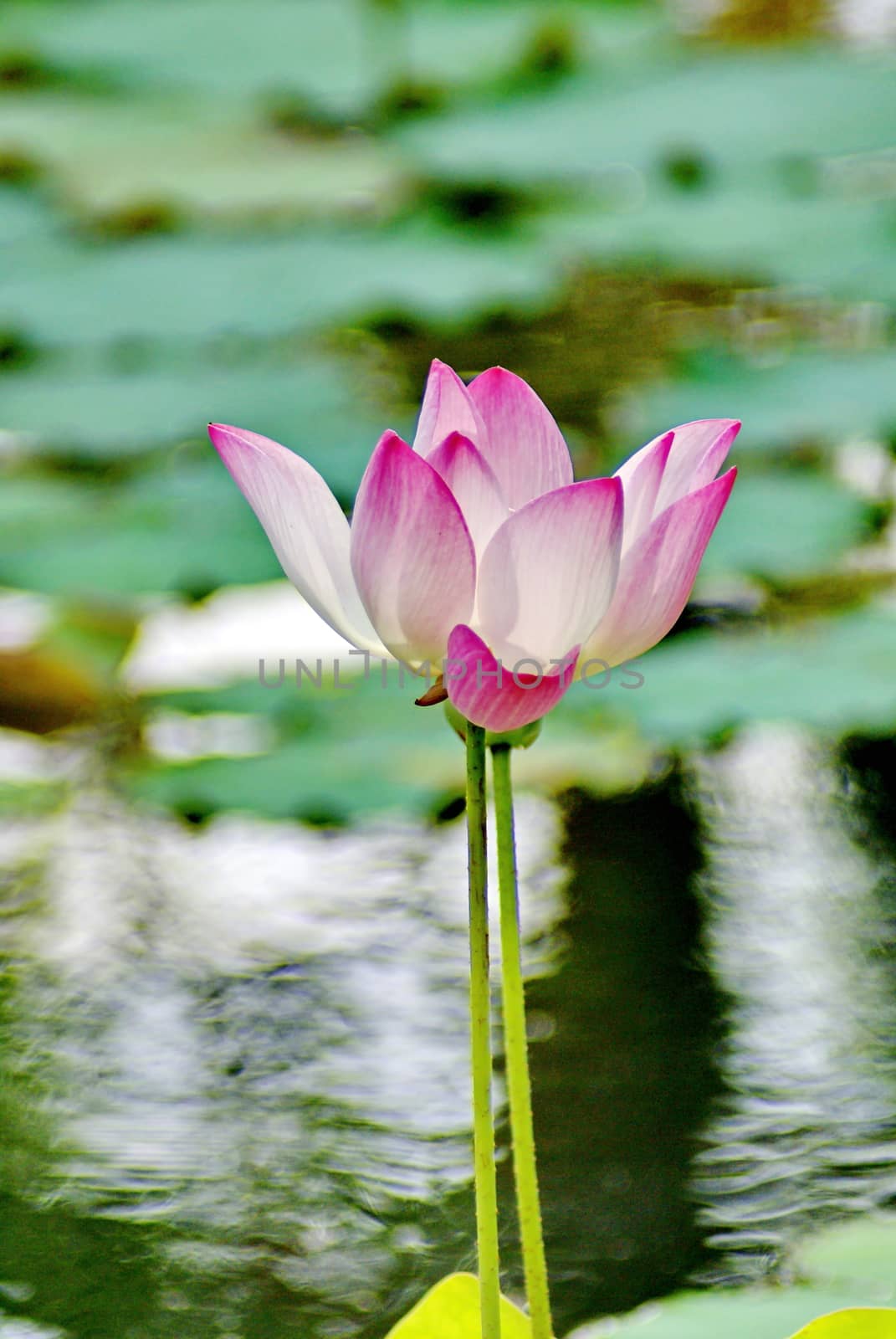 Beautiful pink lotus blooming in pond