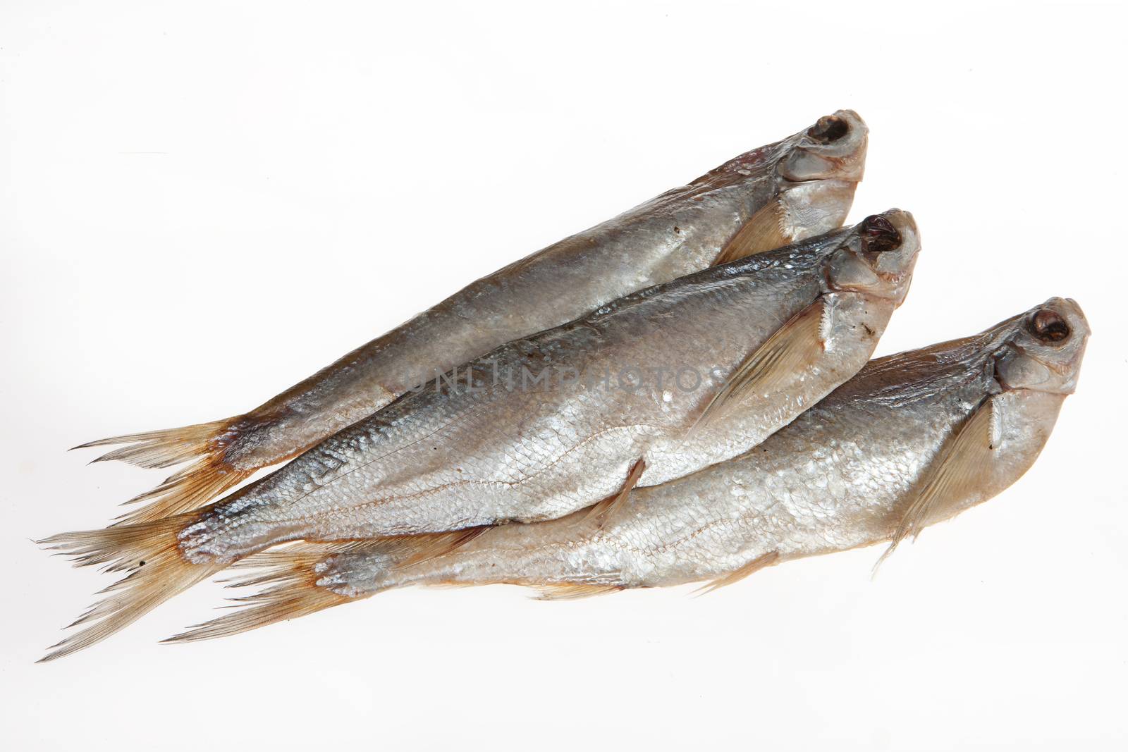 Fish on an isolated studio background