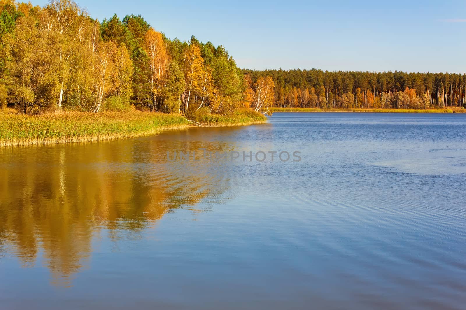 On the shore of a large lake with trees with yellow leaves. The crowns of trees reflected in the water.