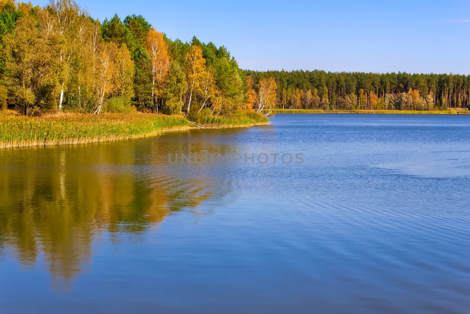 On the shore of a large lake with trees with yellow leaves. The crowns of trees reflected in the water.