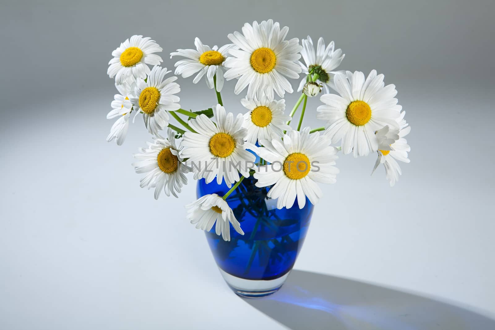 Still life with flowers on a studio background