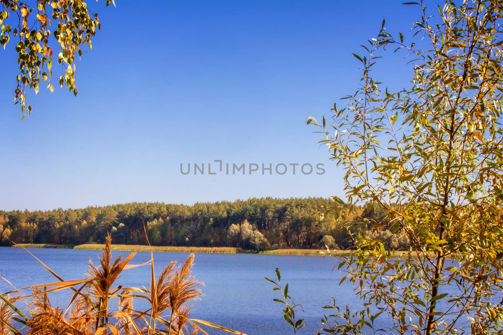 On the shore of a large lake with trees with yellow leaves. The crowns of trees reflected in the water.